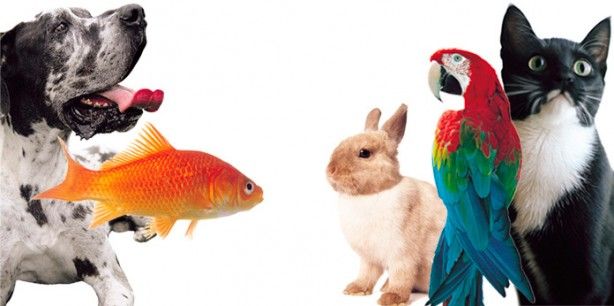 Foto de Ornimundo - Comércio de Animais e Plantas, Lda