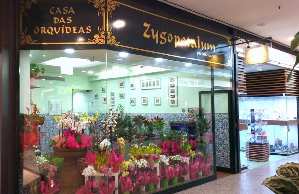 Foto 1 de Zygopetalum - Comércio de Flores, Lda